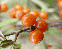 豊潤サジージュース